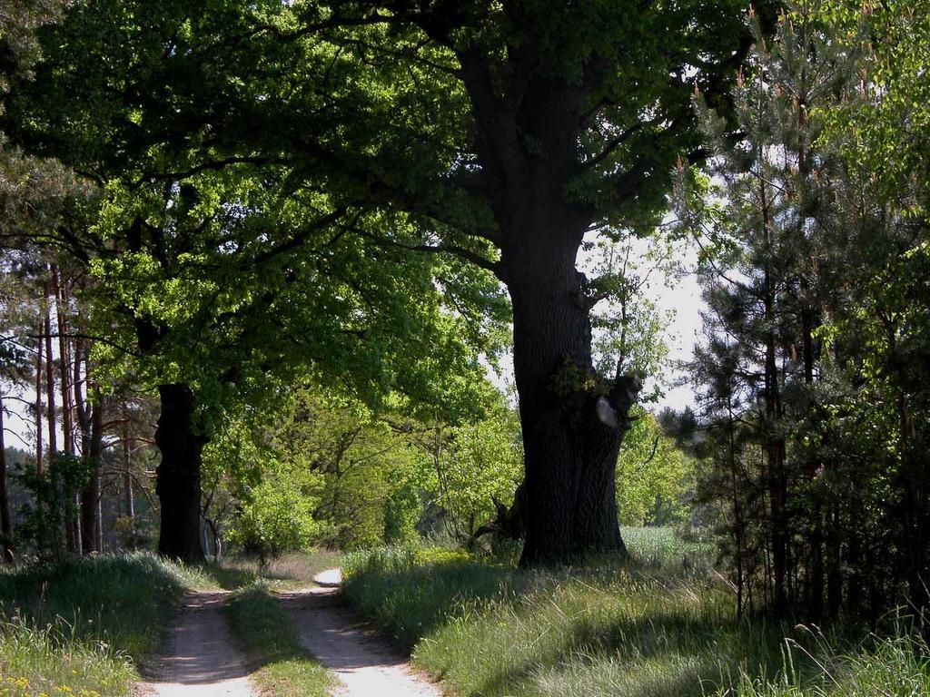 Agroturystyka U Ostrowskich Villa Chartow Dış mekan fotoğraf